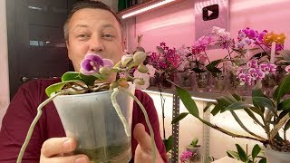 полезность для орхидей от БАРКИНВУД или во что пересадить орхидею