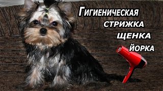 Гигиеническая стрижка йоркширского терьера(щенка)