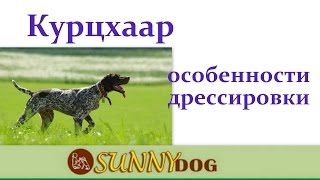 курцхаар особенности дрессировки. Курцхаар характер. Курцхаар обучение