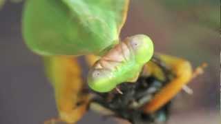 Giant Shield Mantis Feeding (Rhombodera basalis) 1Of2