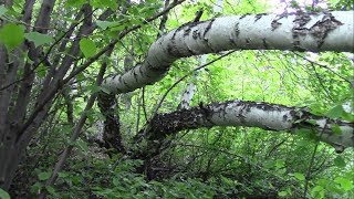 Причуды природы. Берёза растёт вниз на склоне горы