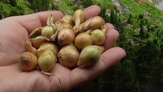 ЧЕМ УТЕПЛИТЬ ОСЕННИЕ ПОСАДКИ ЛУКА? Ольга Чернова