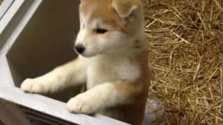 AKITA INU κουτάβια-αγορά κουταβιού