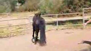 Lifra, Icelandic Horse Mare (SOLD)