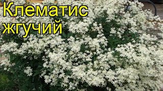 Клематис жгучий. Краткий обзор: Клематис жгучий описание характеристик, где купить крупномеры