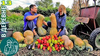 Уборка урожая из лета в осень: груши, перец, тыква, дыня Жизнь Гордеевых в деревне - Влог 13