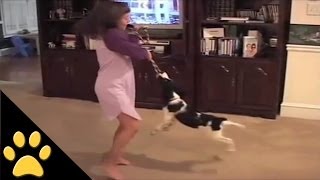 Amazing Spinning Dog Trick