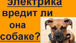 электрика вредит собаке  електрический ошейник убивает собаку
