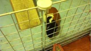 Small Animal Tag