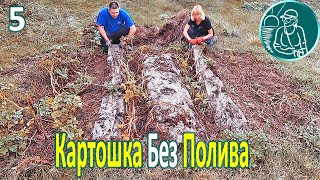 ???? Посадка картофеля без полива в жаре и засухе ⯇5⯈ Уборка урожая и свойства картофеля