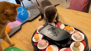 (BGMあり）カワウソさくら５歳の大誕生日会、回転寿司にご招待！ Otter Sakura's 5th birthday party