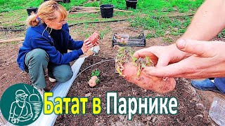 Выращивание батата в парнике для посадки черенками в открытый грунт Опыт Гордеевых