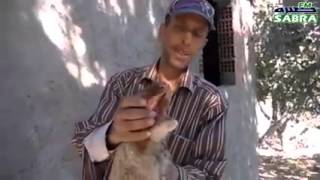 ولادة خروف رأسه على شكل أفعى القيروان