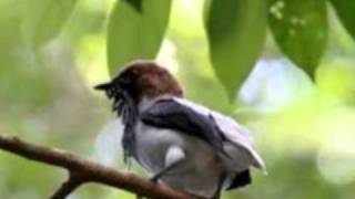 Aves do Brasil - Arapongas brasileiras. Ouçam seu canto.
