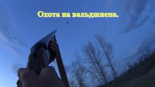 Охота на вальдшнепа 2017.