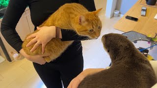 カワウソと猫が空中でバトルを繰り広げる！ An otter and a cat battle in the air!