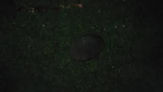 share 4  Wild Hedgehogs fight near food 9jul19 Cambridge UK 1241a