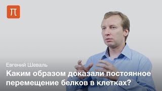 Евгений Шеваль - Живая клетка
