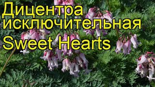 Дицентра исключительная Свит Хатс. Краткий обзор, описание dicentra eximia Sweet Hearts