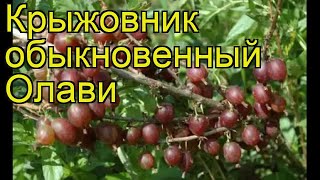 Крыжовник обыкновенный Олави. Краткий обзор, описание характеристик ribes grossularia Olavi