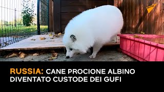 Russia: cane procione albino diventato custode dei gufi