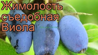 Жимолость съедобная Виола (lonicera edulis viola) ? Виола обзор: как сажать, саженцы жимолости Виола