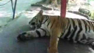 Eye of The Tiger