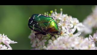 Canon 5D Mark IV - EF 100mm f2.8/L - Käfer