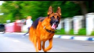 German Shepherd Gilmore protecting kid