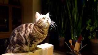Funny  Cat vs UFO
