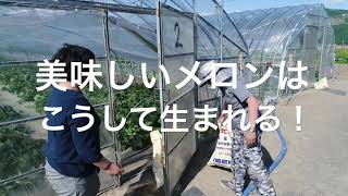 富良野メロンなら石川農園。石川さんの最高傑作「富良野メロン i 」