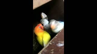 นกเลิฟเบิร์ด กินอาหาร (น่ารักมาก...)