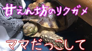 【本当に爬虫類！？】妻に甘える可愛すぎるリクガメ