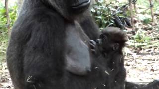 Breast-feeding.Baby gorilla.授乳。ゴリラの赤ちゃん。