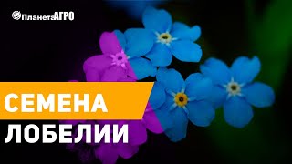 ??  Незабудка твой любимый цветок ?  ЛОБЕЛИЯ  ? Семена Лобелии от Планета Агро