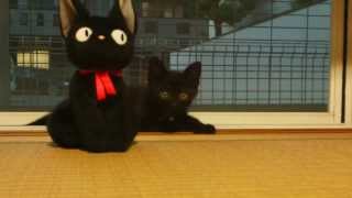 黒猫　子猫のＭＯＭＯちゃん