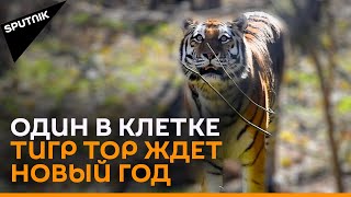 Тбилисскому тигру без вредных привычек срочно ищут жену