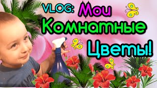 Мои цветы.Обзор комнатных цветов с Маратиком.My flowers. Overview of indoor plants with Maratika.