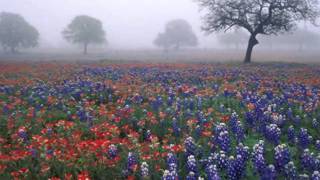 Бесподобная мелодия! В тумане. Music Sergey Chekalin. "In the fog". Music for the soul. 아름다운 러시아 음악