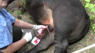 Desexing Feral Bulls in Mui Wo - Gory (Corrected Date)