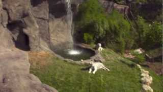 Cat Canyon Commercial - Cincinnati Zoo