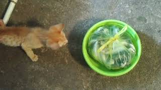 YANG DIBENCI ANAK KUCING DARI KELAKUAN MANUSIA