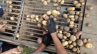 Картофелесортировка. Простенькая, но эффективная   .