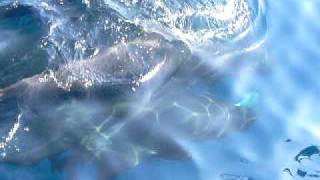 Whales in the Atlanic