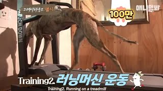 "나는 아직 배고프다.." 우사인볼트를 꿈꾸는 개ㅣA dog dreaming to be a runner like Usain Bolt?