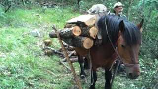 Samarica-Samaraš Vito i njegov konj Miško