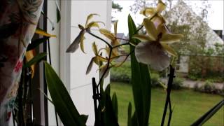 Орхидея Мильтония Сансет. Orchid. Уход. Как определить, когда зацветёт орхидея.