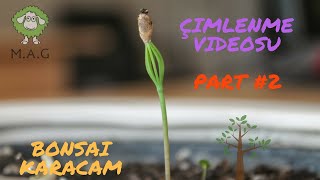 Bonsai Ekim Kiti Karaçam - Çimlenme Videosu