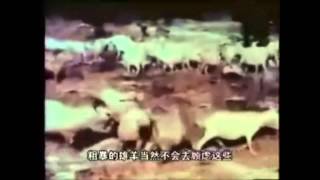 Mountain Goat Mating Documentary