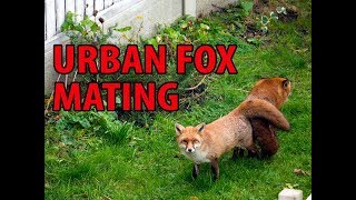 Urban Foxes Mating